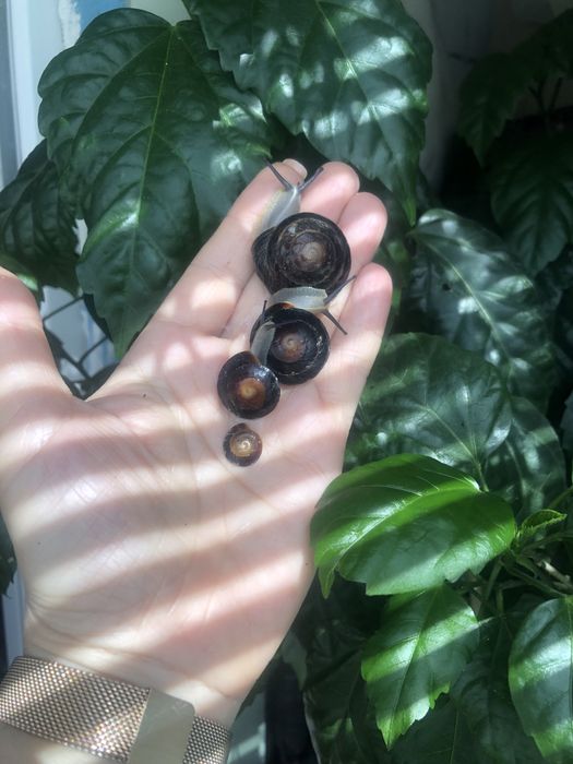 Караколус Экселенс