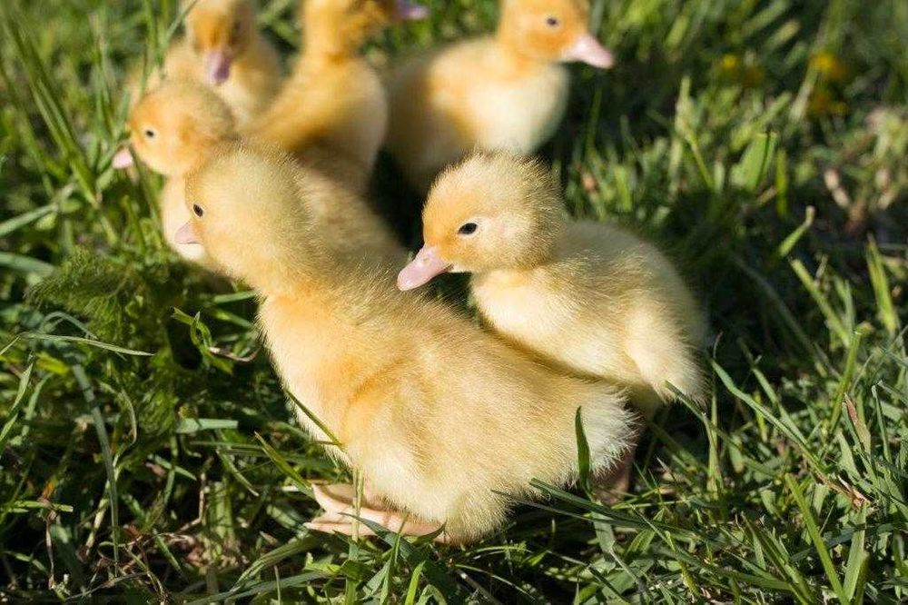 Gęsi na wagę kołudzka, landes, kubańska