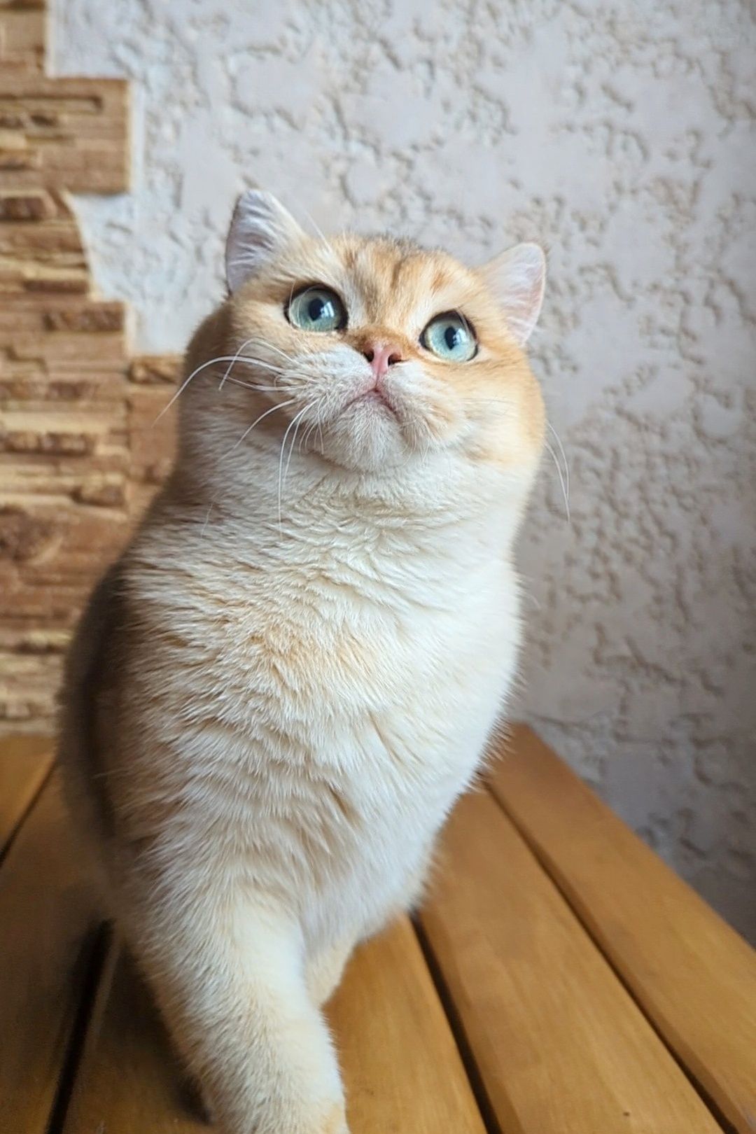Шиншила 5.5 месяцев.Золотой