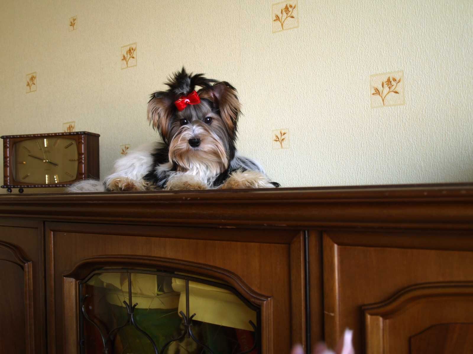 Biewer Yorkshire terrier -chłopak z Rybnika