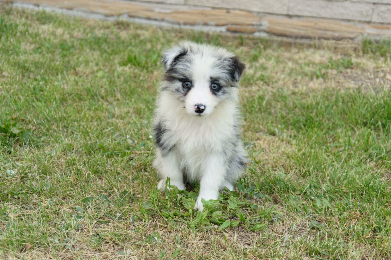 Border collie piesek gotowy do odbioru