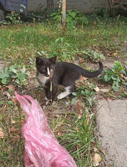 Котята 2 месяца  ,девочки ,полосатые ,пепельная