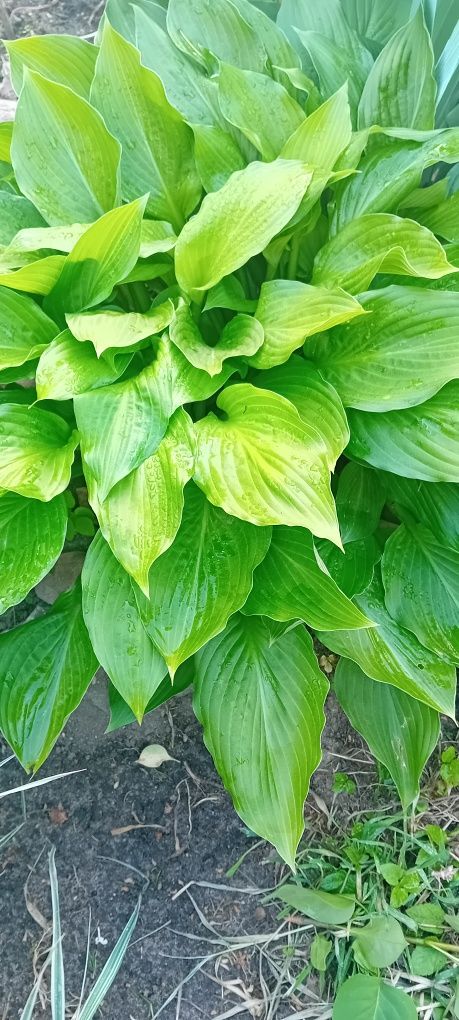 Funkia Hosta zielona