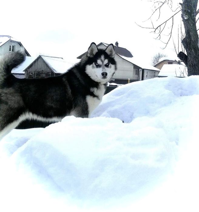 Кобель для вʼязки .