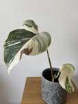 Monstera variegata (06)
