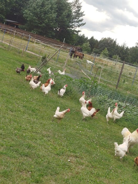 Jajka wiejskie smaczne