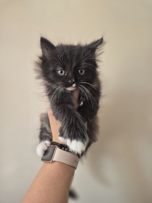 Kocurek Syberyjski Neva Masquerade