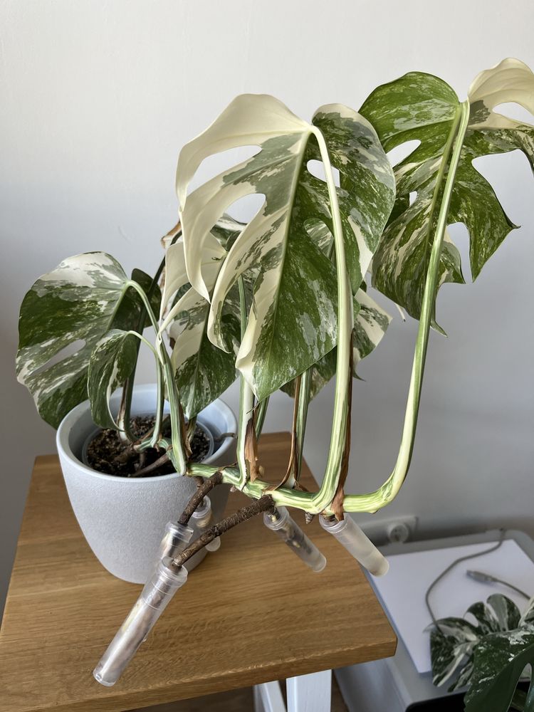 Monstera variegata ukorzeniona w ziemi nr1