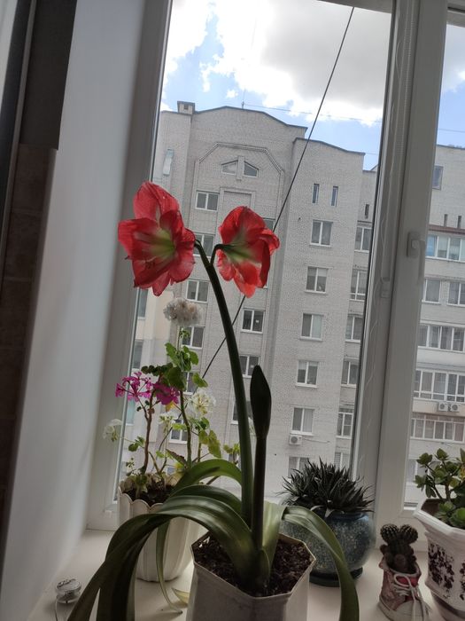 Амариліс, грамофон