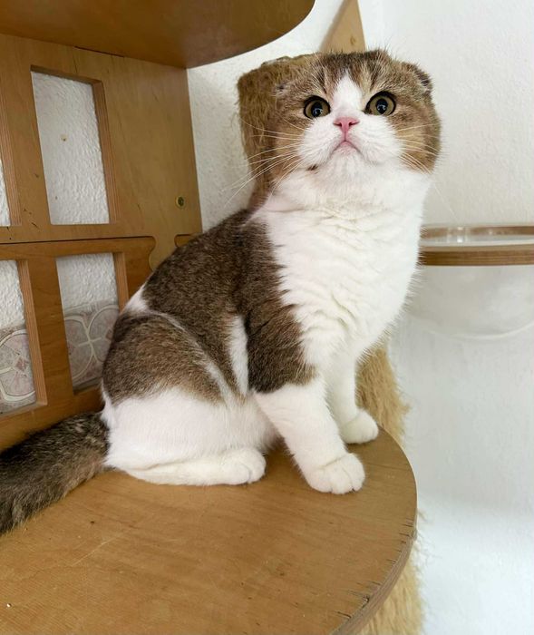 Macho Scottish Fold Bicolor.