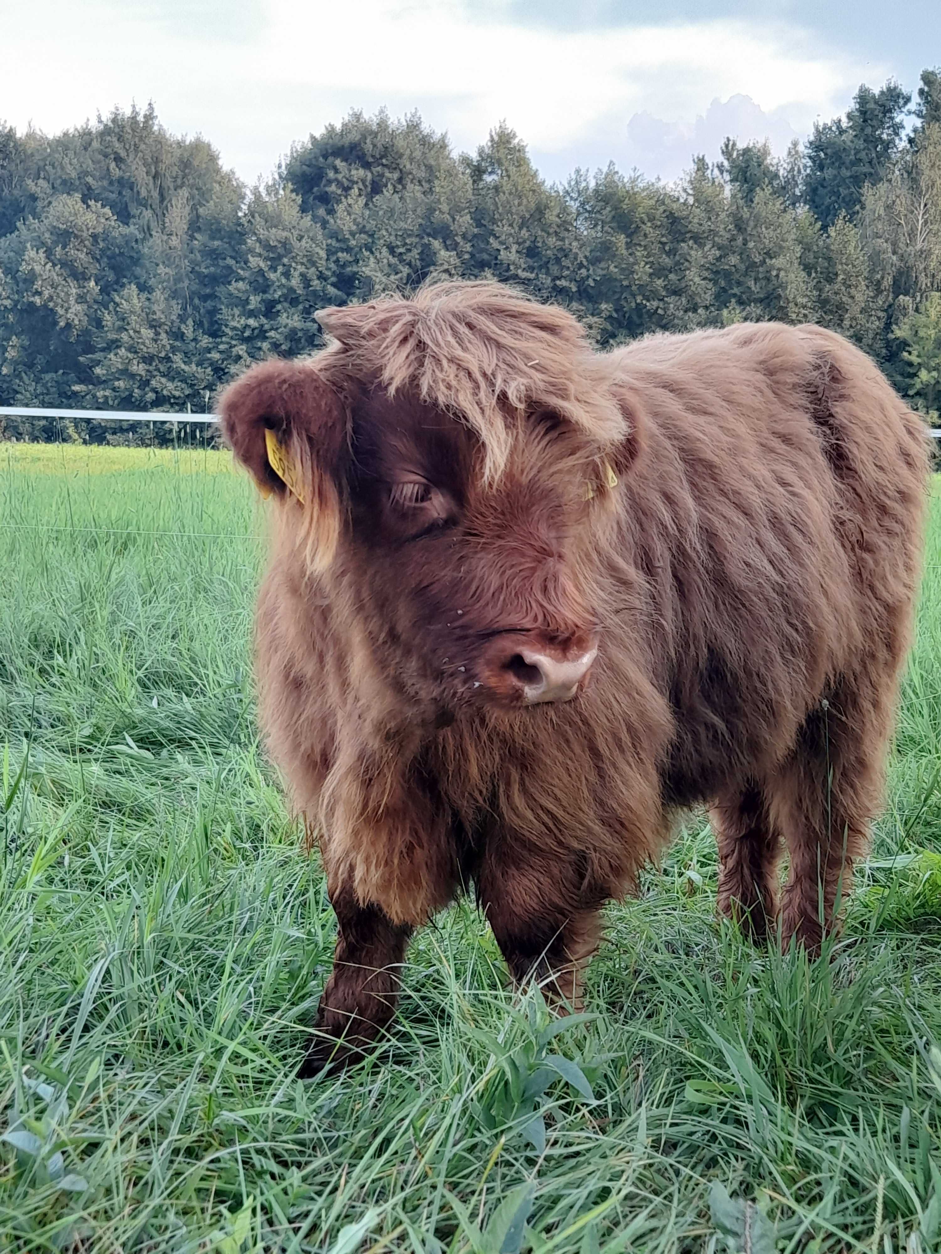 bydło szkockie HIGHLAND CATTLE jałówki/byczki