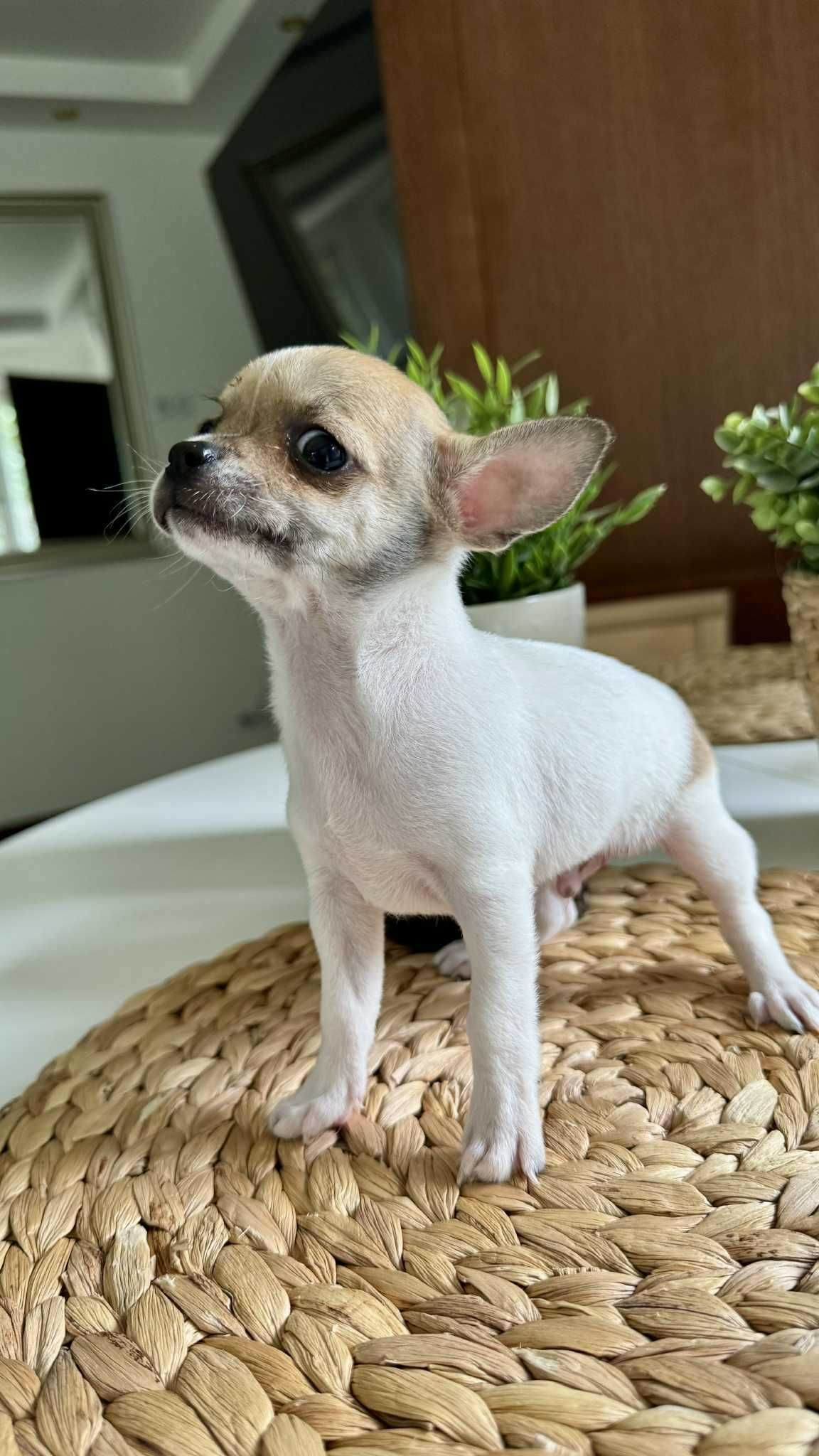 Piesek Chihuahua z Rodowodem Miniaturka 1,5kg