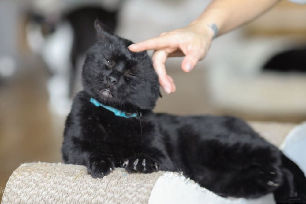Котик, ласковый Шнапс 2 года