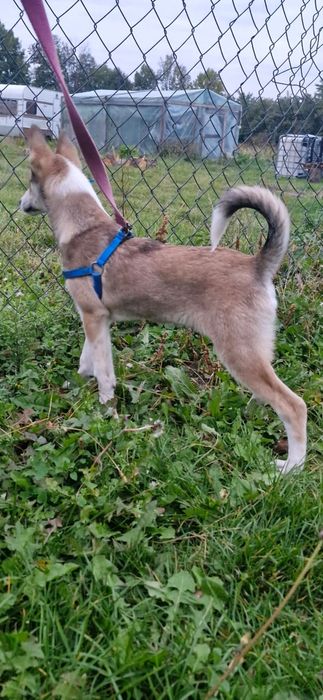 Łajka zachodniosyberyjska