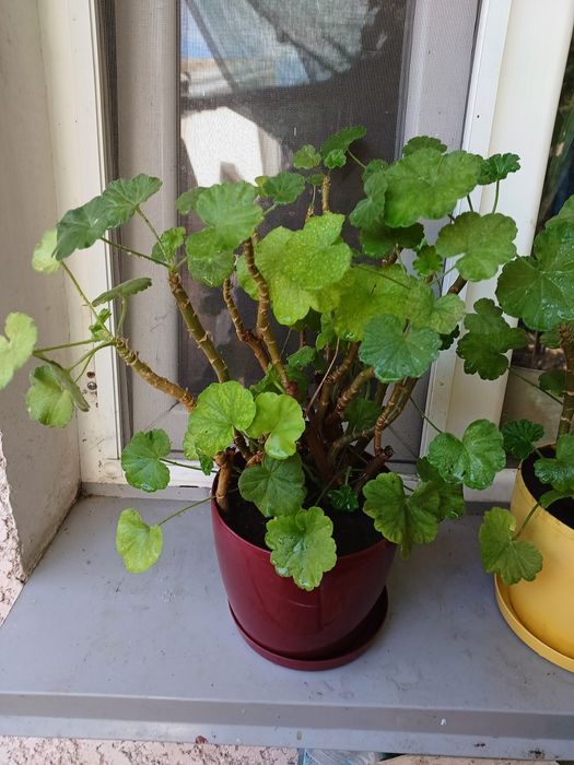 Герань пеларгония красная и белая