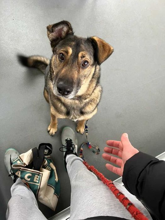 Wykastrowany pies w typie owczarka Belgijskiego. WARSZAWA