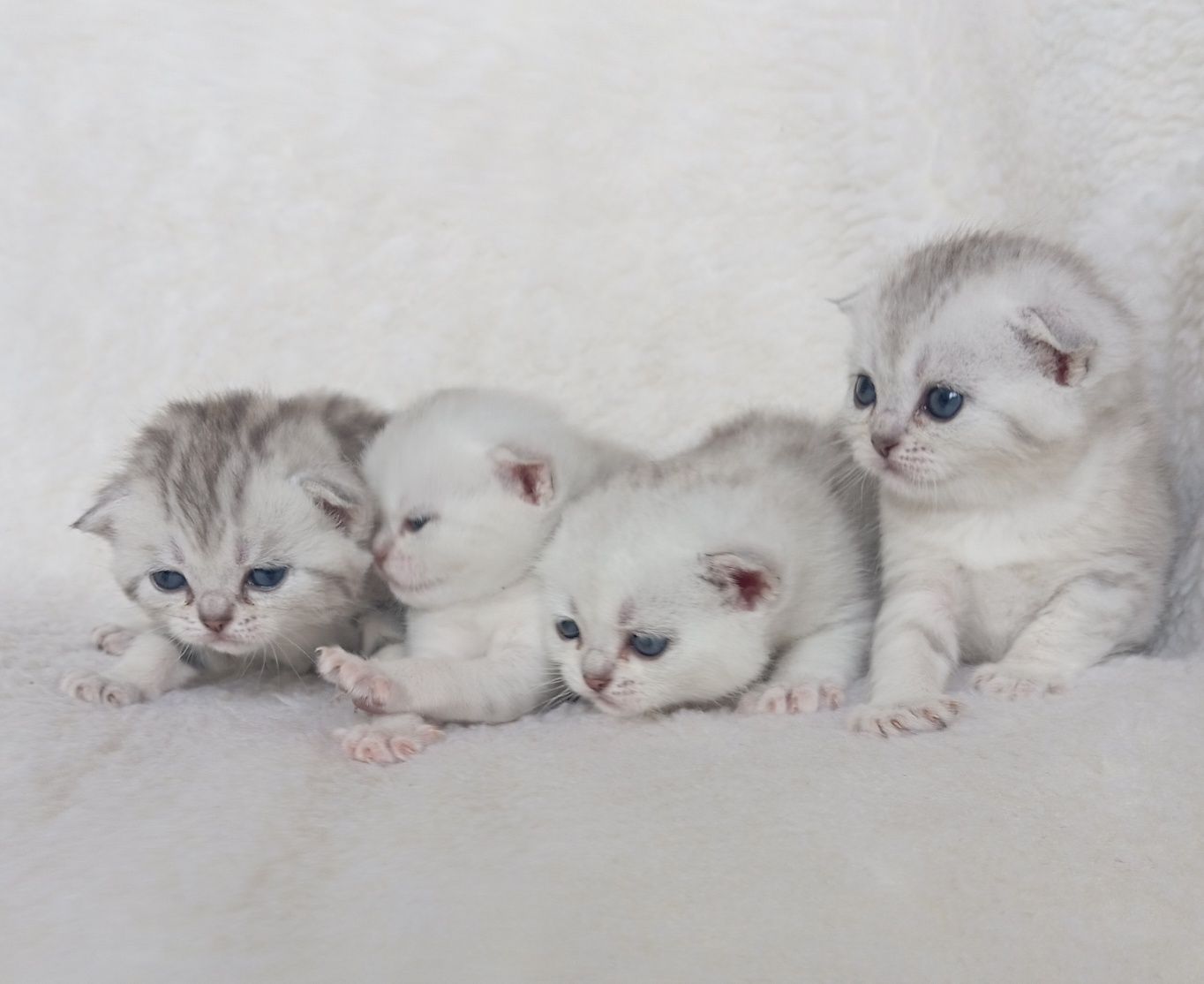 Вислоухие котята скоттиш фолд