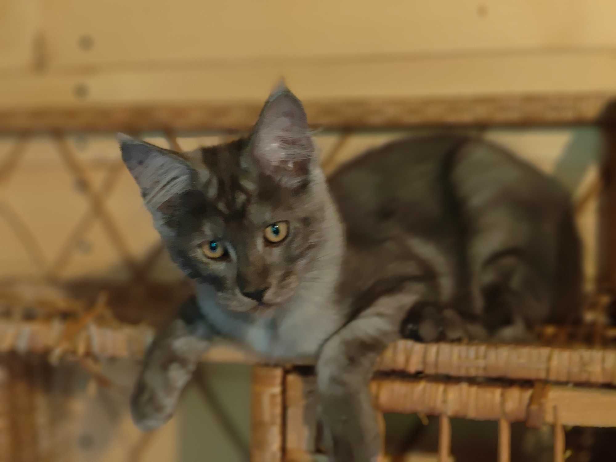 Kocięta Maine coon niebieskie srebrne czarne dymne fpl ccf