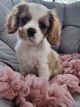 Spaniel cavalier bleinheim PIESEK