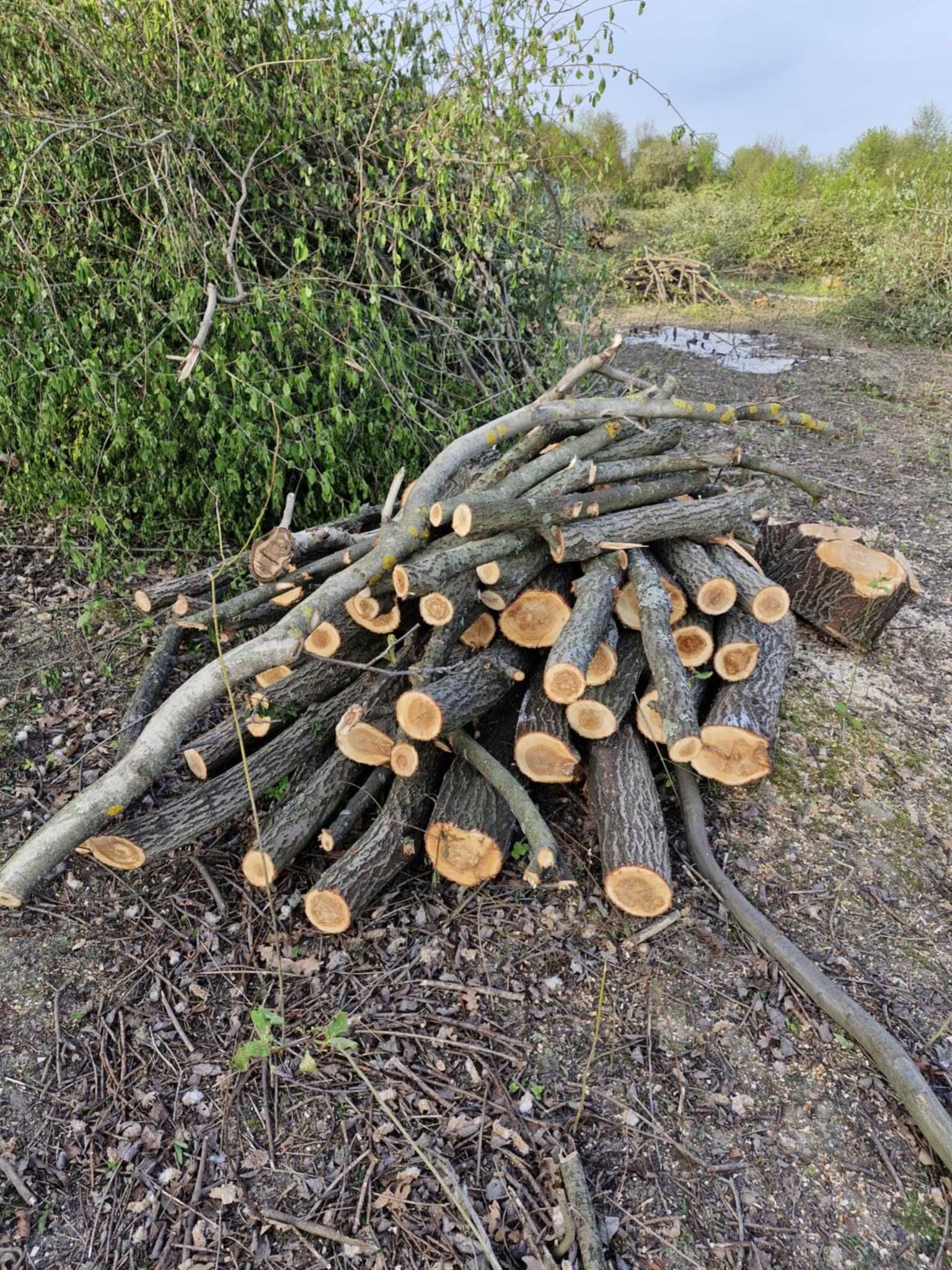 Sprzedam drewno owocowe i opałowe