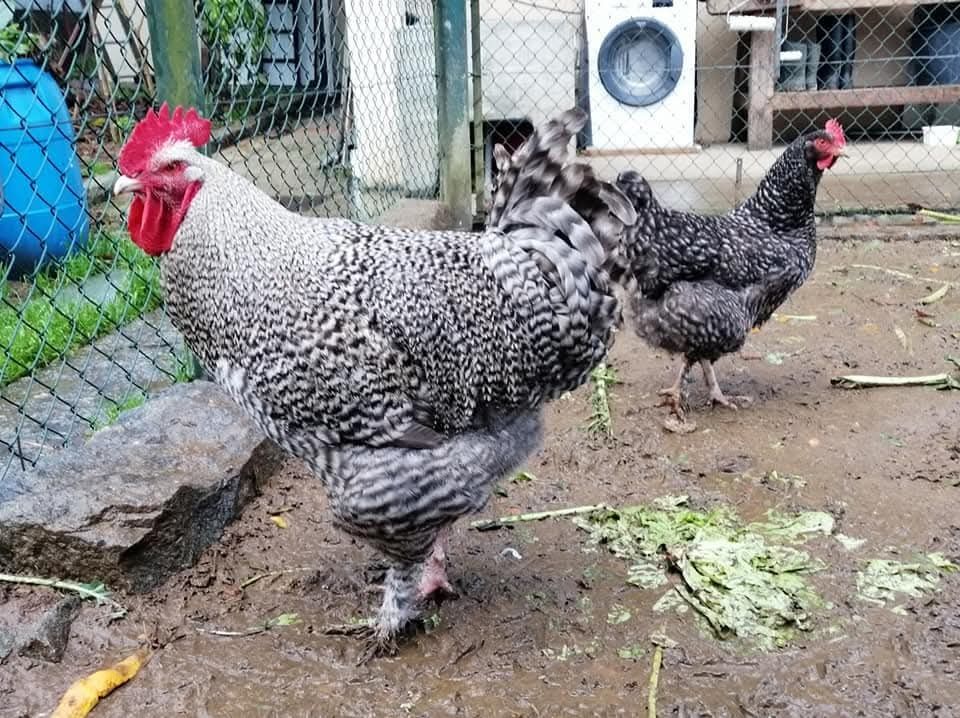Pintos 6€ - Ovos: 1,30€. Jersey Gigante, Rhode Island Red, Malines