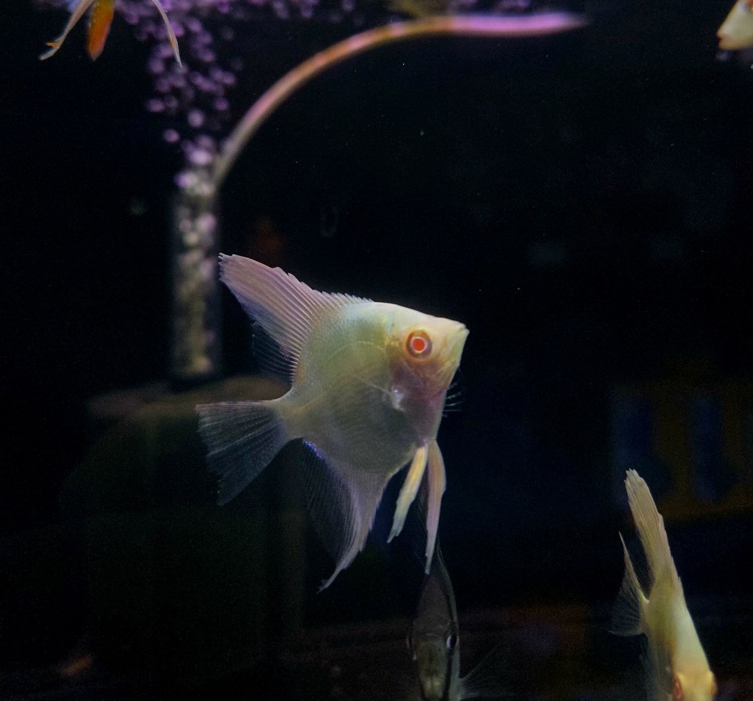 Skalar manacapuru albino