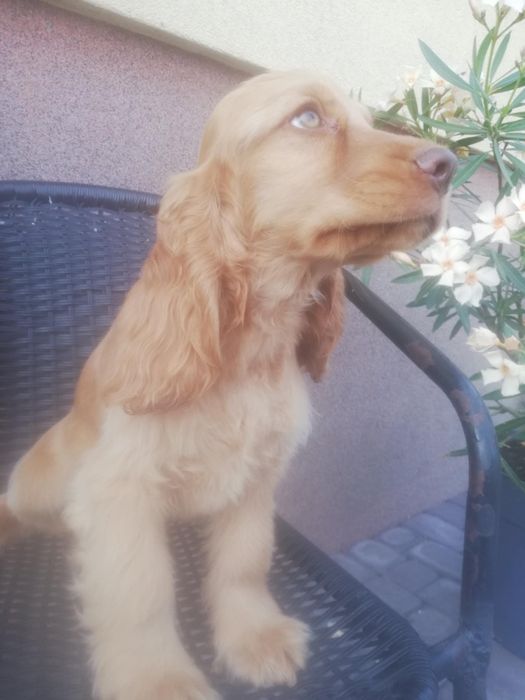 Piesek Cocker spaniel