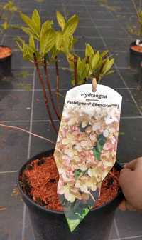 Hortensja bukietowa rencolor zmienna barwa kwiatów sadzonka 2l