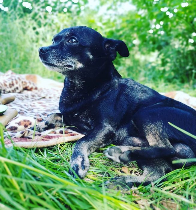 Руський Той-Тер‘єр. В‘язка