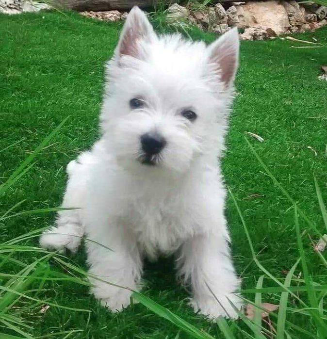 West highland white terrier