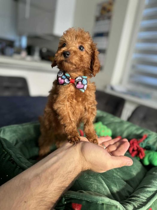 ROCCO  Maltipoo f1b mama Maltipoo tata Pudel toy o wyglądzie pudla TOY