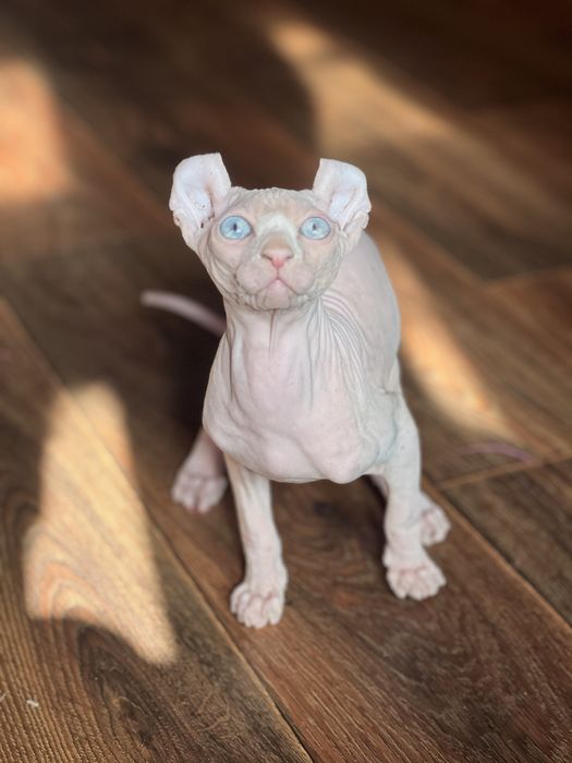 Хлопчики породи Сфінкс, Ельф