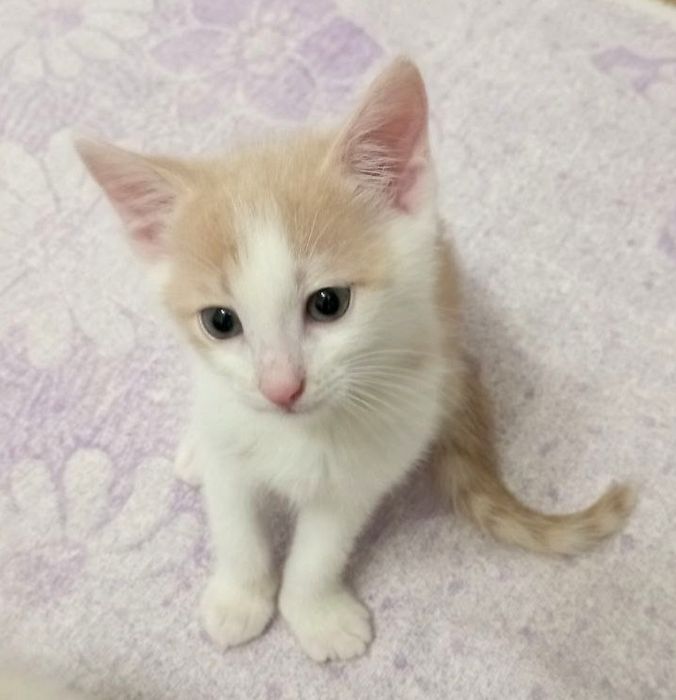 П'ятеро кошенят в добрі руки