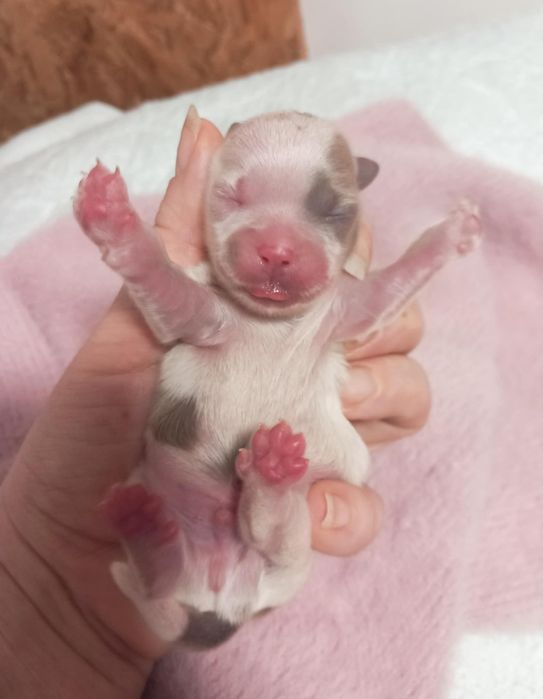 Shih-tzu czarna suczka mini