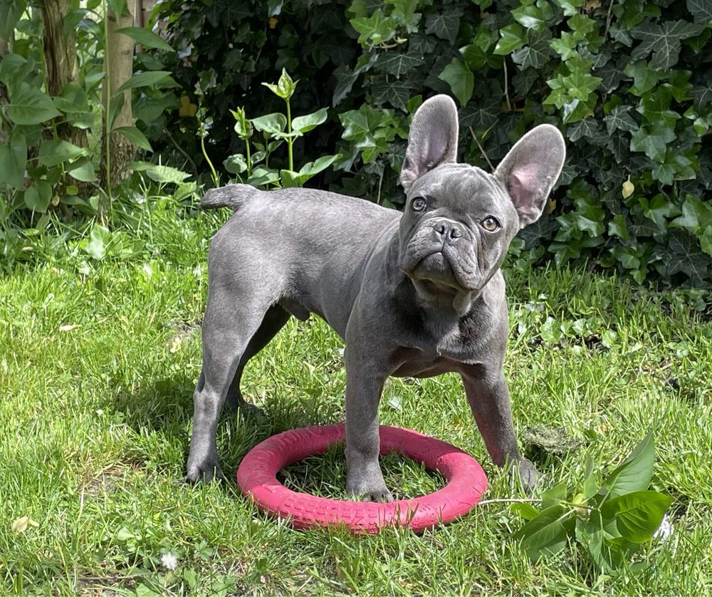 Piesek szczeniak blue rasy Buldog francuski rodowód OSTATNI