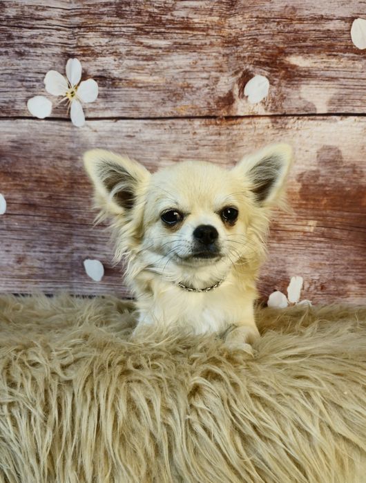 CHIHUAHUA piesek długowłosy ZKwP (FCI)