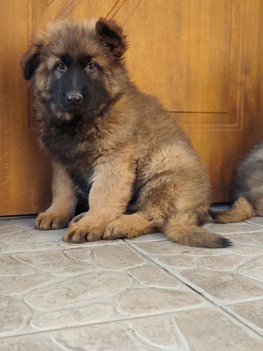 Owczarek niemiecki długowłosy piesek