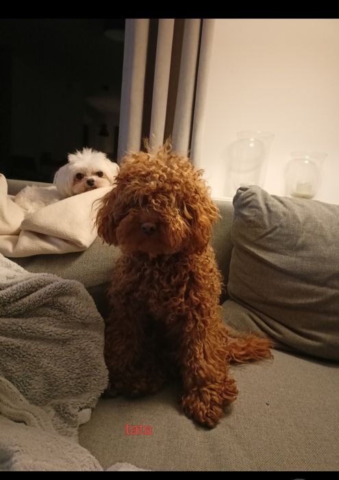 Pudel miniaturowy reproduktor