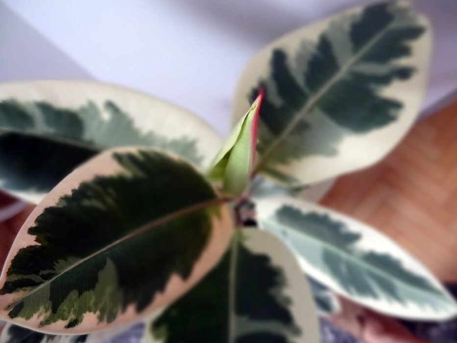 Figowiec sprężysty Variegata, wys. 78 cm