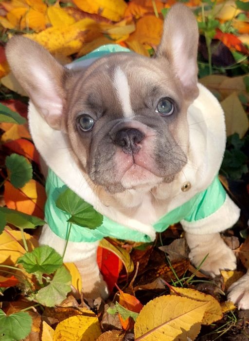 Французский бульдог