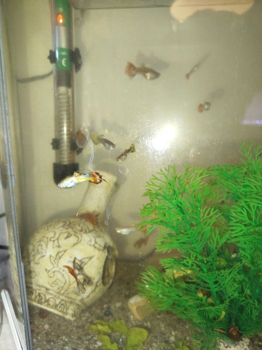Vários guppys para venda criaçao própria