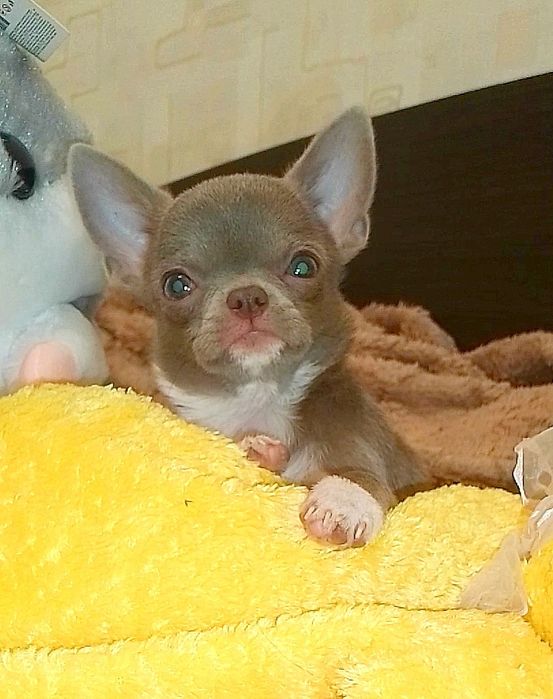 Лиловая красотка чихуахуа _