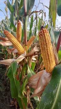 Nasiona kukurydzy Syngenty Calo Talisman Amfora ZWROT10%, WORKI GRATIS