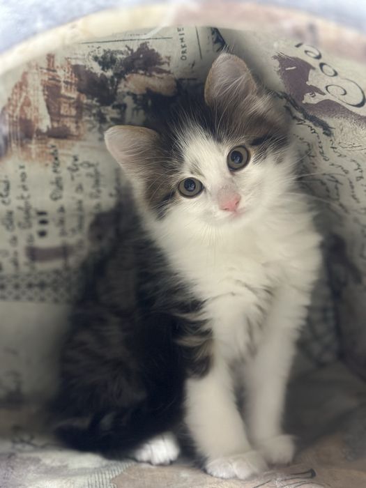 Подарую миленьких котиків, щоб приносили вам радість