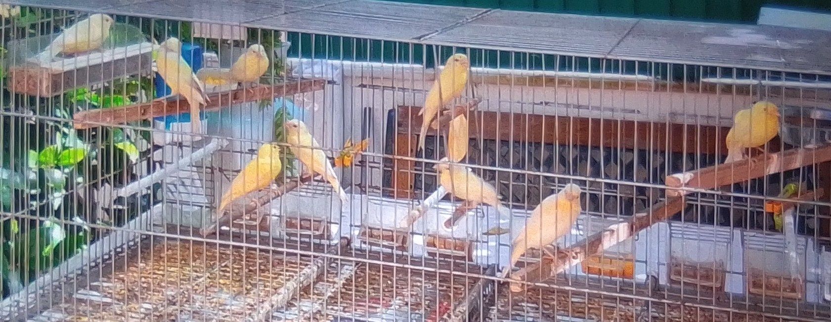 Vendo Canários Amarelos e Arlequim Português.
