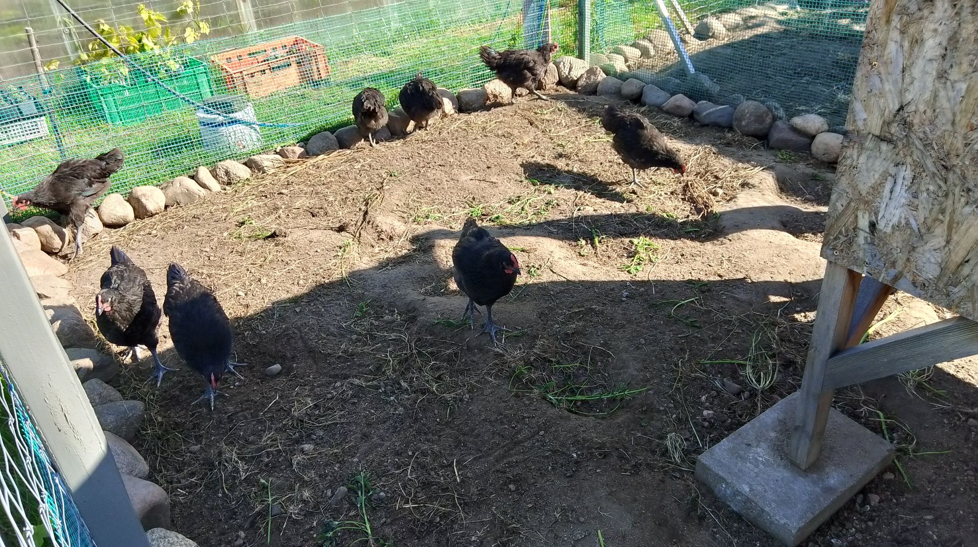 Koguty rasy Australorp