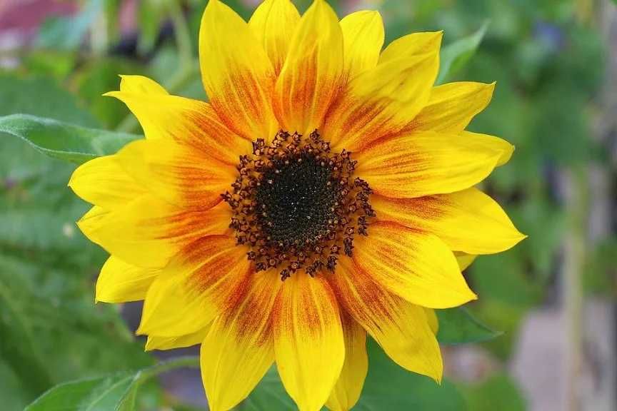 Słonecznik Ozdobny nasiona na kwiat cięty arimr