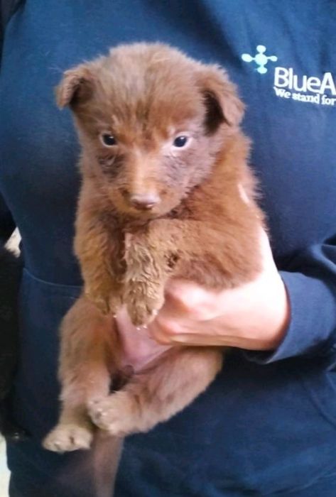 Віддамо цуценят 1 міс.Вінниця,Старе місто