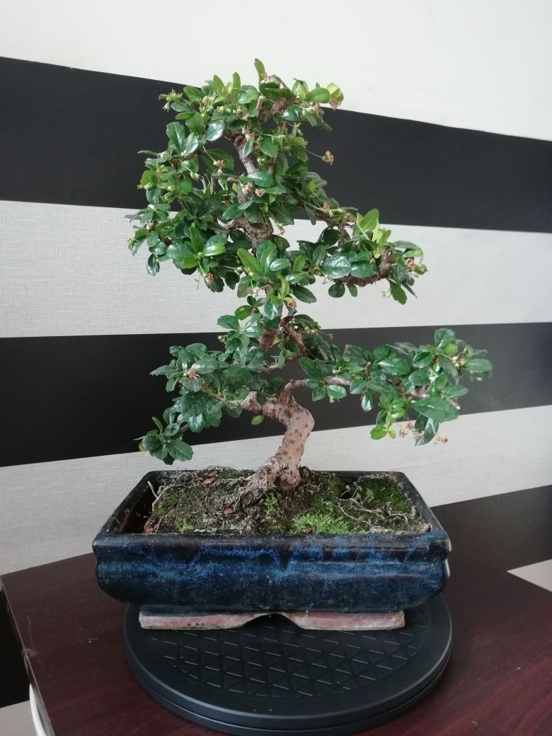 Mesa Giratória - Bonsai