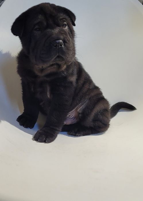 Cachorrinho sharpei macho preto